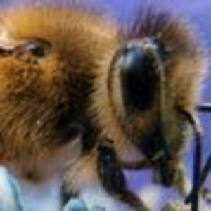 Meet your Posher, Audria